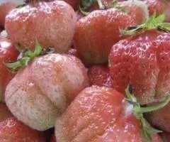 Полуница ФИНСКАЯ РОЗОВАЯ среднераннего срока