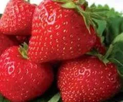 Полуница ФЕДЕРИКА позднего срока созревания