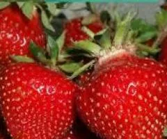 Клубника ШАРЛОТТА ремонтантная