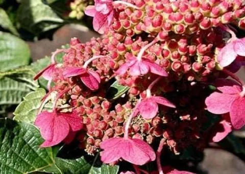 Hydrangea INFINTI seedlings three-year-old