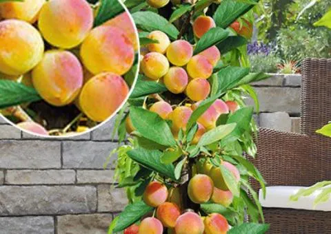 Apricot seedlings late columnar PRINCE MART (two-year)