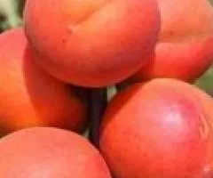 Саженцы абрикоса САННИ среднеспелого