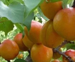 Саженцы абрикоса ФРИССОН позднего срока созревания (двулетний)
