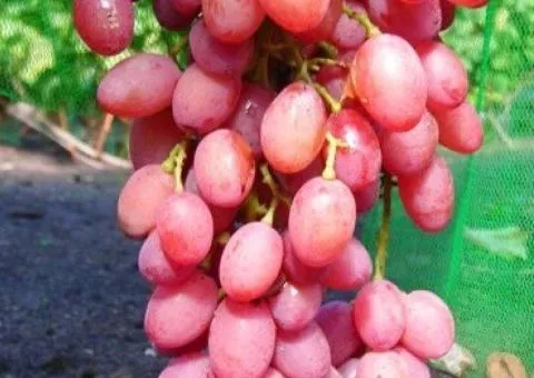 Саженцы винограда кишмиш ПРЕМЬЕР среднего срока созревания