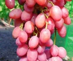Саженцы винограда кишмиш ПРЕМЬЕР среднего срока созревания