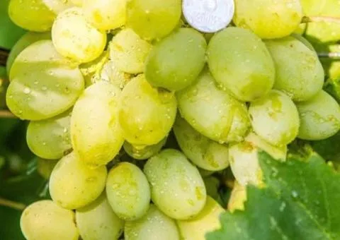 Саженцы винограда МЕЛОДИЯ ранне-среднего срока созревания