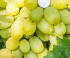 Саженцы винограда МЕЛОДИЯ ранне-среднего срока созревания