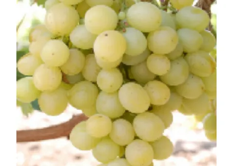 Grape seedlings MUSCAT OF ITALY late ripening