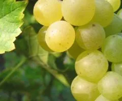 Саженцы винограда МУСКАТ ОТТОНЕЛЬ раннего срока созревания
