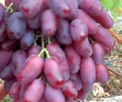 Саженцы винограда РИЗАМАТ среднеспелого срока