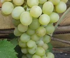 Саженцы винограда ХЕЛИКОН МУСКАТЕЛЬ среднего срока созревания
