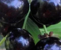 Саженцы вишни АФРОДИТА (двухлетние) раннего срока созревания