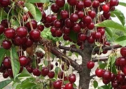 Саженцы вишни ГРИОТ ВСЕХ СВЯТЫХ ремонтантная