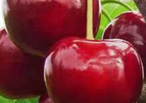 Саженцы вишни ДИВО ВИШНЯ (двухлетний) раннего срока созревания