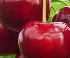Саженцы вишни ДИВО ВИШНЯ (двухлетний) раннего срока созревания