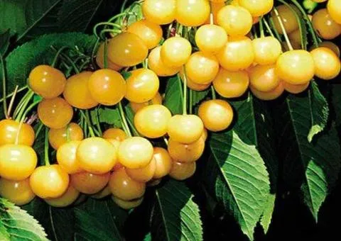 Саженцы вишни Жёлтой раннего срока созревания (двухлетний)