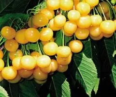 Саженцы вишни Жёлтой раннего срока созревания (двухлетний)