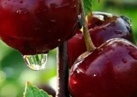 Саженцы вишни КАРМИН ДЖУЕЛ позднего срока созревания (двухлетний)