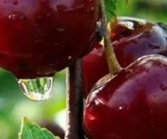 Саженцы вишни КАРМИН ДЖУЕЛ позднего срока созревания (двухлетний)