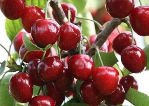 Саженцы вишни КЕЛЛЕРИС среднего срока созревания (двухлетний)