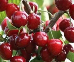 Саженцы вишни КЕЛЛЕРИС среднего срока созревания (двухлетний)