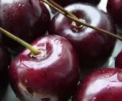 Саженцы вишни КОРОШКА (двухлетний) среднего срока созревания