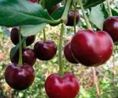 Саженцы вишни ЛОТОВКА (двулетний) позднего срока созревания