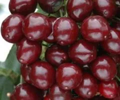 Саженцы вишни МОРЕЛЛО позднезреющего срока (двухлетний)