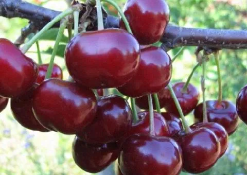 Саженцы вишни НЕФРИС среднего срока созревания (двухлетний)