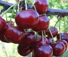 Саженцы вишни НЕФРИС среднего срока созревания (двухлетний)