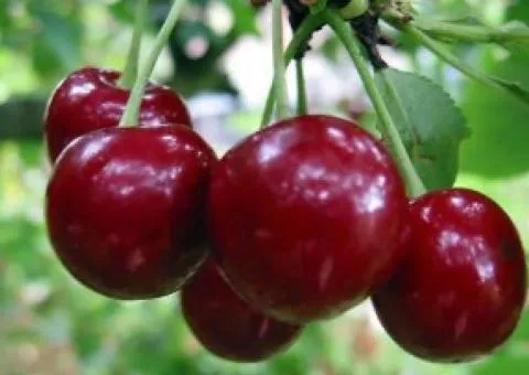 Саженцы вишни НОРД СТАР (двухлетний) среднепозднего срока созревания