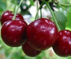Саженцы вишни НОРД СТАР (двухлетний) среднепозднего срока созревания