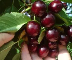 Саженцы вишни ШПАНКА (двухлетний) раннего срока созревания