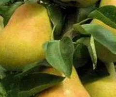 Саженцы груши ДЕКОРА осеннего срока созревания