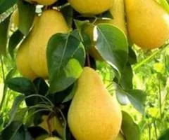 Саженцы груши САНРЕМИ осенне-зимнего срока созревания