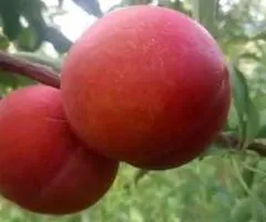 Саженцы колоновидного гибрида СЛИВА-ПЕРСИК среднепоздний (двулетние)