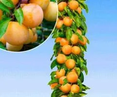Саженцы сливы колоновидной МИРАБЕЛЬ (двухлетние)