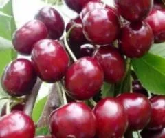 Саженцы черешни среднеранней колонновидной ХЕЛЕНА (двухлетние)