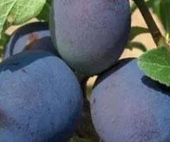 Слива без косточки КОНКВЕСТ позднего срока (двухлетняя)