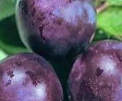 Слива МЕЙНОР среднепозднего срока созревания (двухлетняя)