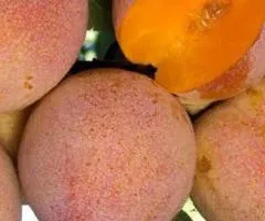 Слива СУПЕРИОР среднерочного срока созревания (двухлетняя)