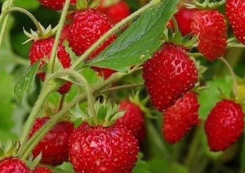 Strawberry BARON SOLEMACHER remontant