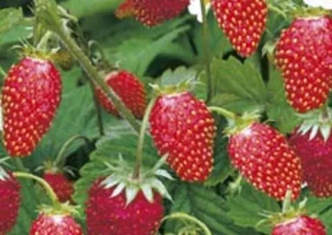 Strawberry without stolons ALI-BABA (remontant variety)