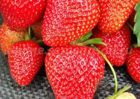 Strawberry VIMA RINA (remontant variety)