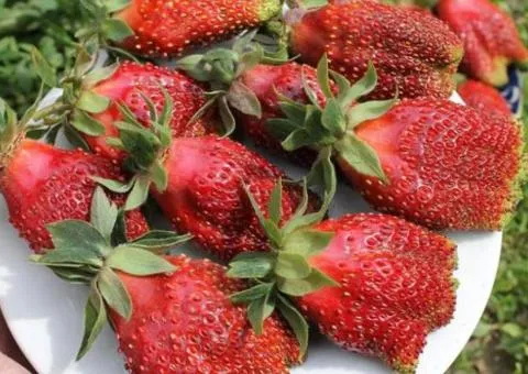 Сунполуниця КУПЧИХА среднеспелая