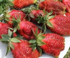 Сунполуниця КУПЧИХА среднеспелая