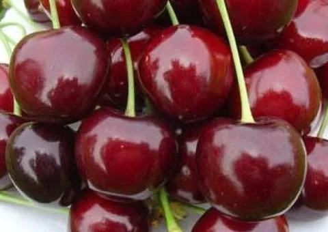 Черешня БИГАРО БУРЛАТ раннего срока (двухлетняя)