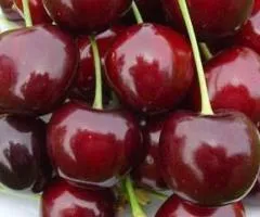Черешня БИГАРО БУРЛАТ раннего срока (двухлетняя)