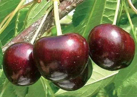 Черешня БИГАРО СТАРКИН раннего срока (двухлетняя)