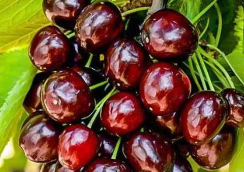 Черешня ГРЕЙС СТАР раннего срока созревания (двухлетняя)